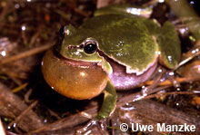 rufendes Laubfroschmännchen © U. Manzke pic