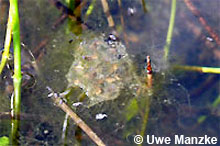 Laichballen mit Larven kurz vor Schlupf © U. Manzke pic