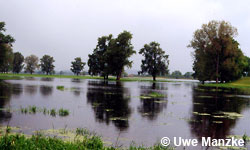 Untere-Mittel-Elbe, Deichvorland