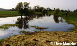 Untere-Mittel-Elbe, Deichvorland