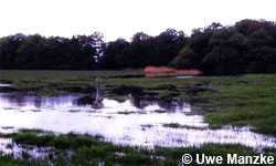 Untere-Mittel-Elbe, Deichvorland