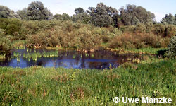 Untere-Mittel-Elbe, binnendeichs