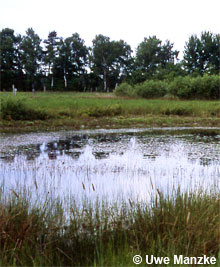 Eutropher Wiesentümpel mit artenreicher Laichkrautgesellschaft © U. Manzke pic
