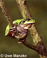 Laubfroschmännchen, für den großen Sprung bereit © U. Manzke