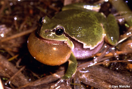 Rufendes Laubfroschmännchen Rufendes Laubfroschmännchen
