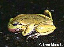 während der Frühjahrsanwanderung überfahrenes Laubfroschmännchen © U. Manzke